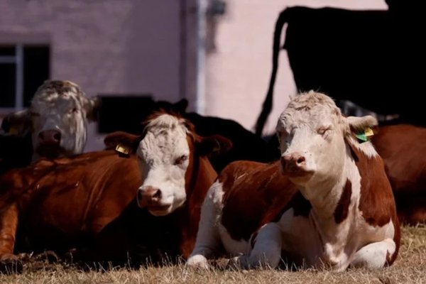 Marea Britanie: cel mai amplu focar de bluetongue din istorie, explicat prin încălzirea climei