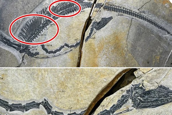 O fosilă excepțional păstrată din China dezvăluie organele interne ale unei reptile marine preistorice