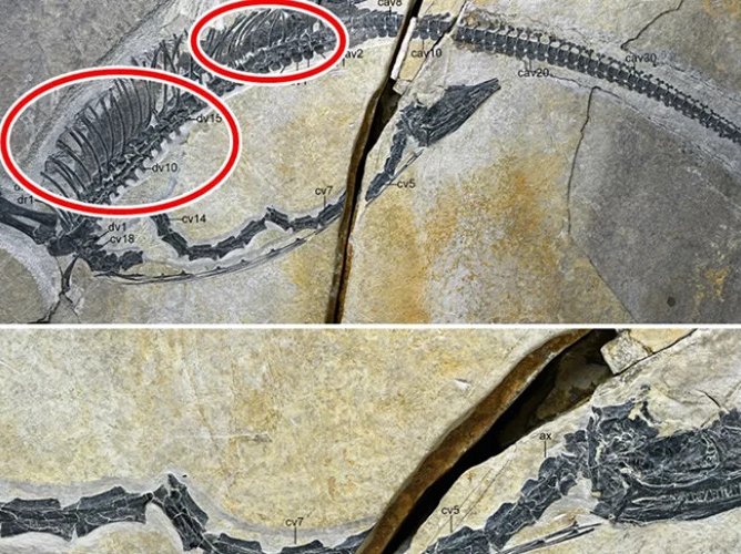 O fosilă excepțional păstrată din China dezvăluie organele interne ale unei reptile marine preistorice