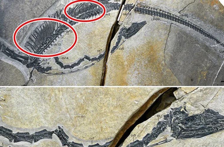 O fosilă excepțional păstrată din China dezvăluie organele interne ale unei reptile marine preistorice