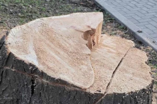 Tăierea copacilor urbani ar putea fi evaluată după serviciile ecosistemice, nu doar după lemn