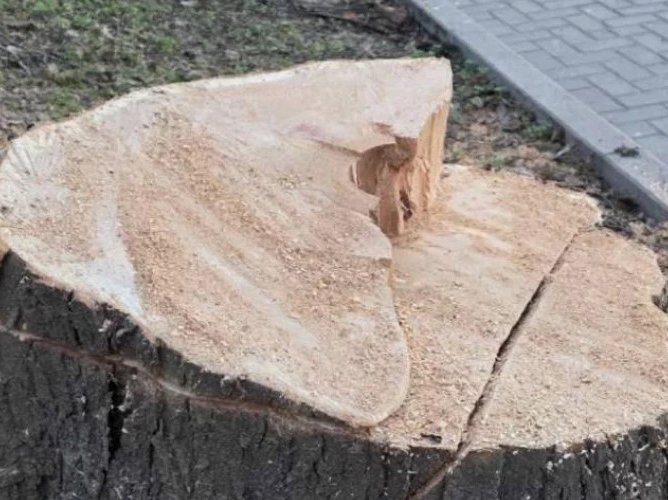 Tăierea copacilor urbani ar putea fi evaluată după serviciile ecosistemice, nu doar după lemn