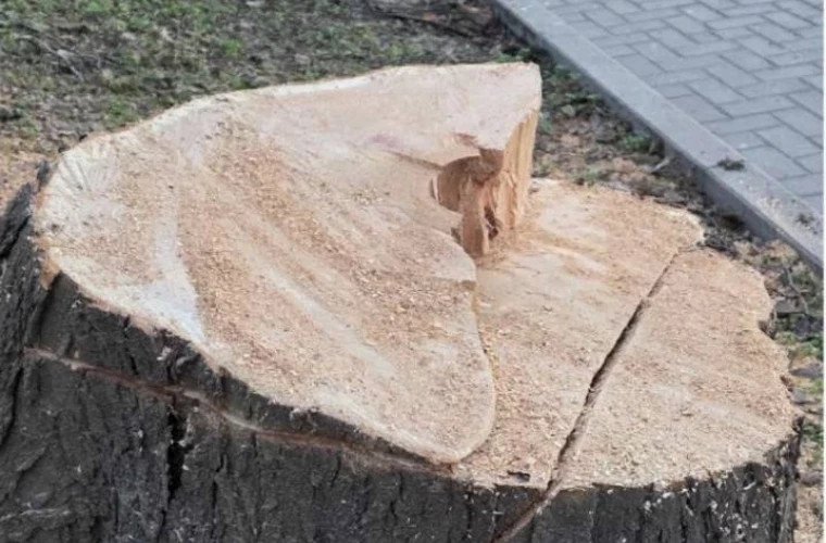 Tăierea copacilor urbani ar putea fi evaluată după serviciile ecosistemice, nu doar după lemn