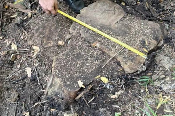 Tăieri ilegale în fondul forestier din Călărași: 17 arbori doborâți