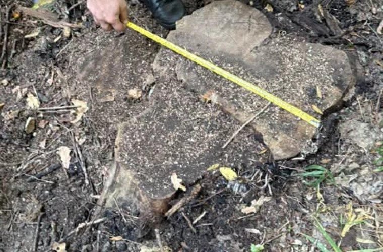 Tăieri ilegale în fondul forestier din Călărași: 17 arbori doborâți
