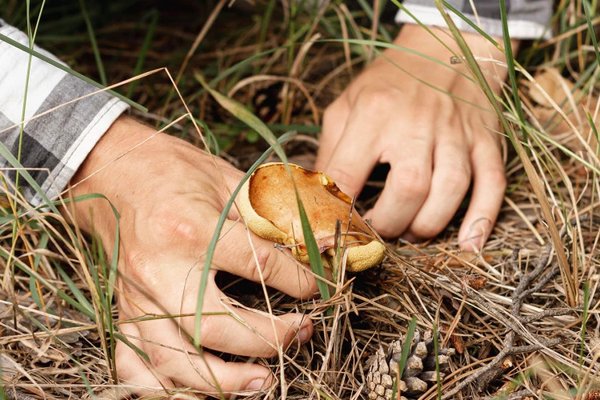 Culesul ciupercilor: 45 de persoane intoxicate în nouă luni. Regulile care pot salva vieți