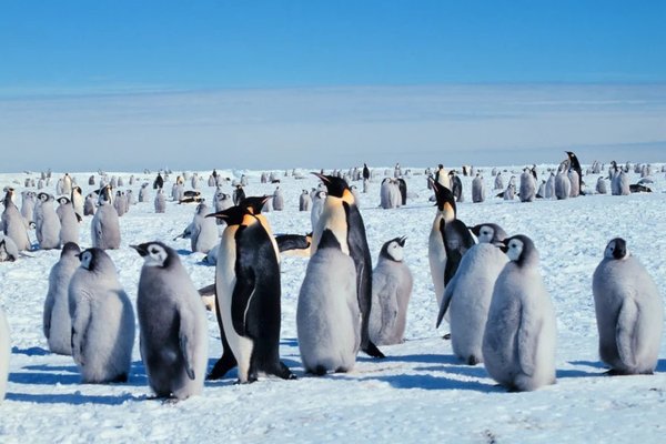 Scădere dramatică a pinguinilor antarctici din Insulele Sandwich de Sud din cauza încălzirii climatice