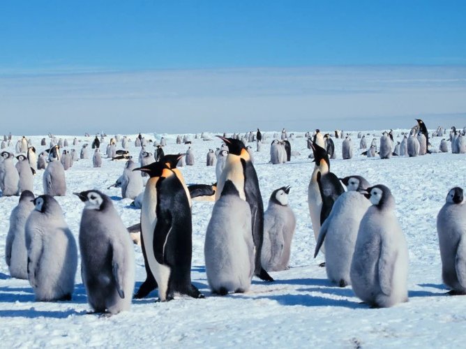 Scădere dramatică a pinguinilor antarctici din Insulele Sandwich de Sud din cauza încălzirii climatice