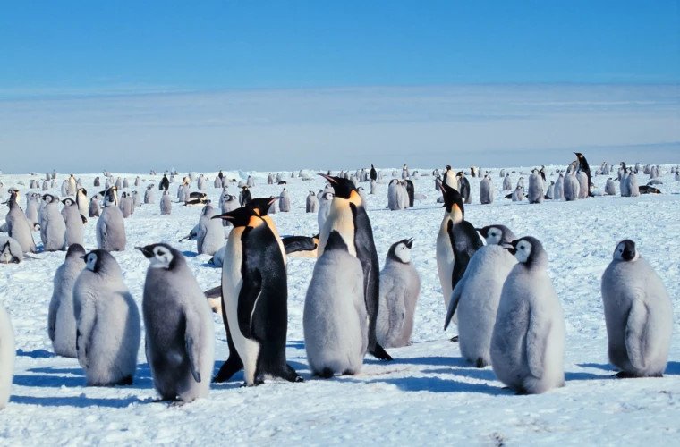 Scădere dramatică a pinguinilor antarctici din Insulele Sandwich de Sud din cauza încălzirii climatice