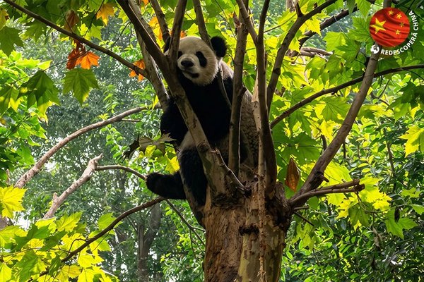 Cum a fost salvată panda uriașă: lecții de conservare de la Chengdu