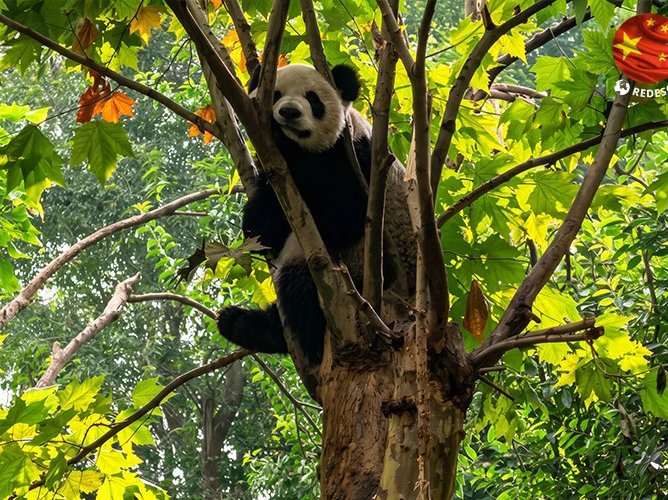 Cum a fost salvată panda uriașă: lecții de conservare de la Chengdu