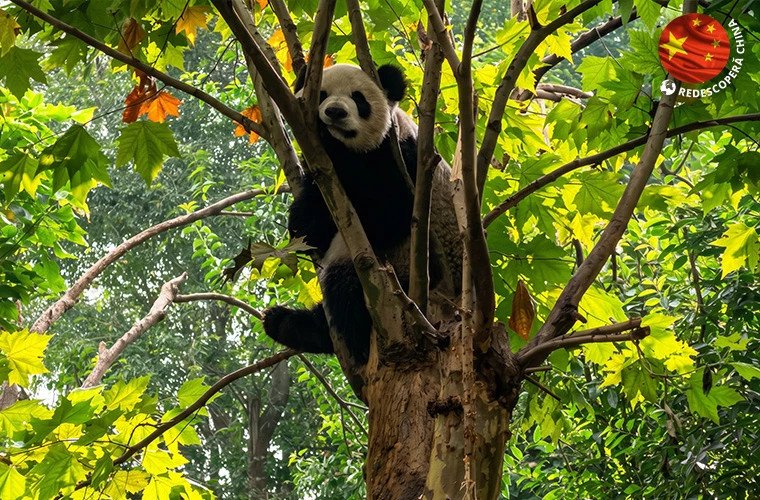 Cum a fost salvată panda uriașă: lecții de conservare de la Chengdu