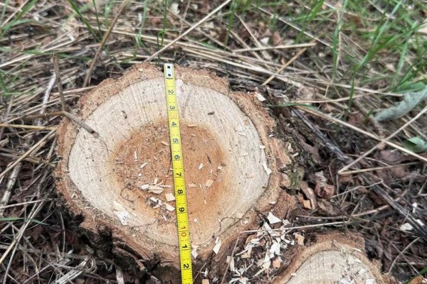 Tăieri ilegale și deșeuri abandonate în raionul Florești