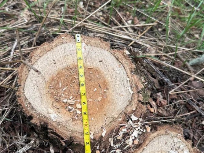 Tăieri ilegale și deșeuri abandonate în raionul Florești