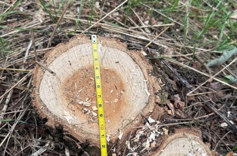 Tăieri ilegale și deșeuri abandonate în raionul Florești