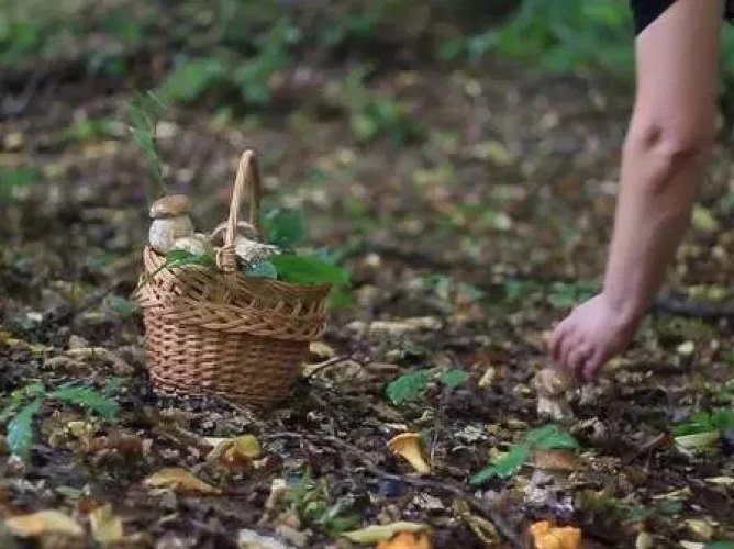 Două intoxicații cu ciuperci, printre urgențele săptămânii