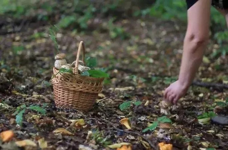 Două intoxicații cu ciuperci, printre urgențele săptămânii
