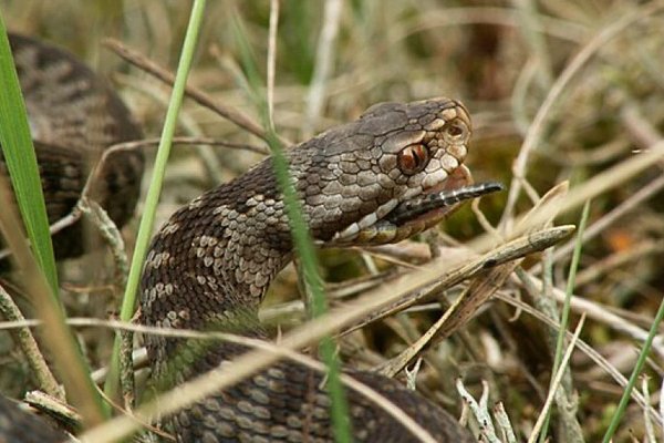 O viperă comună, observată în Codrii Moldovei la sfîrșit de octombrie