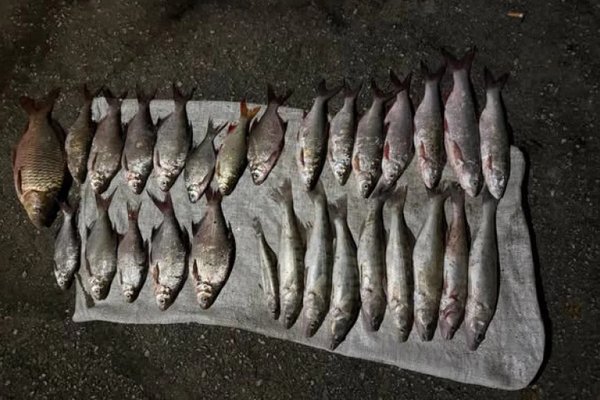 Braconaj piscicol pe Prut: 29 de pești în două plase monofilament