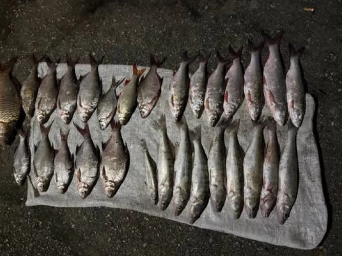 Braconaj piscicol pe Prut: 29 de pești în două plase monofilament