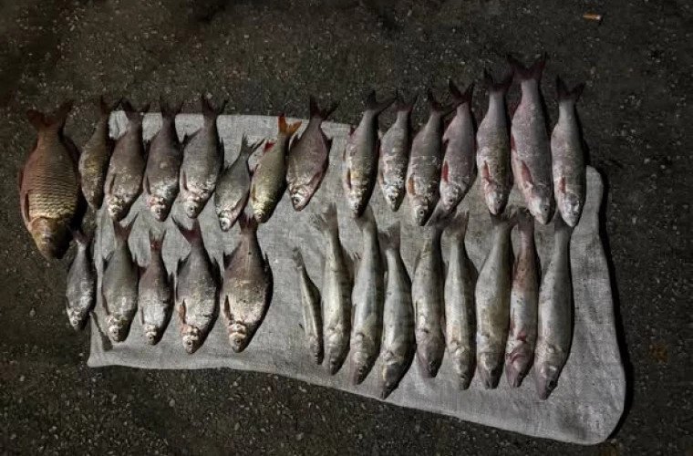 Braconaj piscicol pe Prut: 29 de pești în două plase monofilament