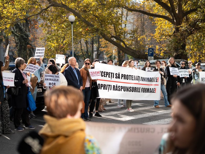 Protest la Guvern: cerințe pentru o structură națională de protecție a animalelor
