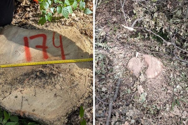 Tăieri ilegale mascate cu pământ în Ocolul Silvic Vadul lui Vodă: prejudiciu de peste un milion de lei