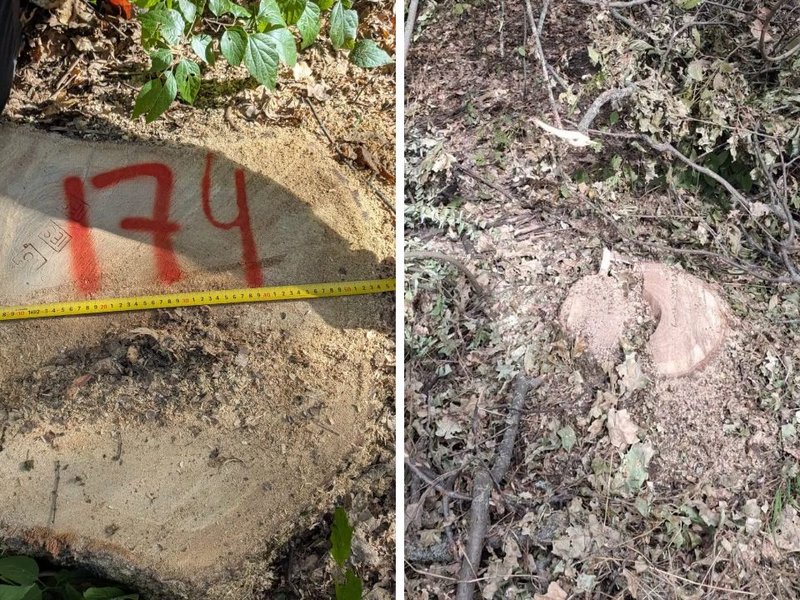 Tăieri ilegale mascate cu pământ în Ocolul Silvic Vadul lui Vodă: prejudiciu de peste un milion de lei