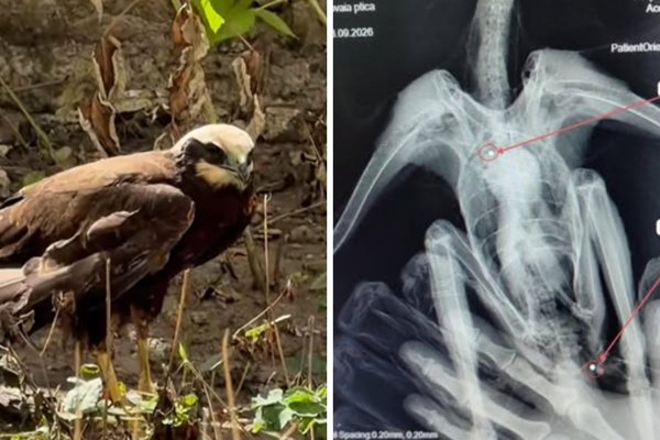Un erete de stuf rănit lângă Chișinău a murit. Necropsia a găsit două corpuri metalice suspectate a fi alice