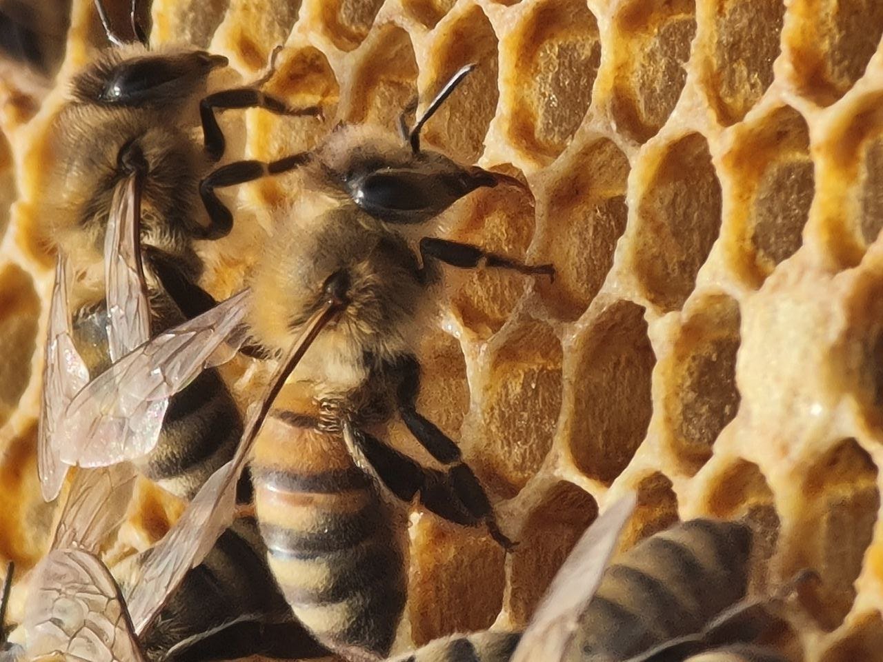 Albinele din Republica Moldova, amenințate de utilizarea pesticidelor. Autoritățile și apicultorii trag un semnal de alarmă