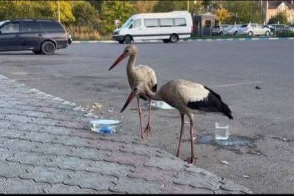 Ce să nu facem când dăm peste un cocostârc în oraș. Explicația ornitologilor