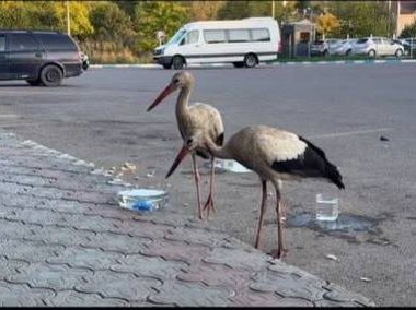 Ce să nu facem când dăm peste un cocostârc în oraș. Explicația ornitologilor