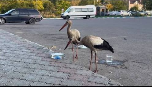 Ce să nu facem când dăm peste un cocostârc în oraș. Explicația ornitologilor