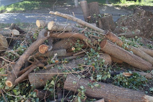 Arbori tăiați pe strada Ion Creangă 12/1 din Chișinău: demolare autorizată și lipsa registrului spațiilor verzi