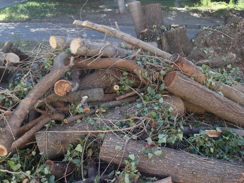 Arbori tăiați pe strada Ion Creangă 12/1 din Chișinău: demolare autorizată și lipsa registrului spațiilor verzi