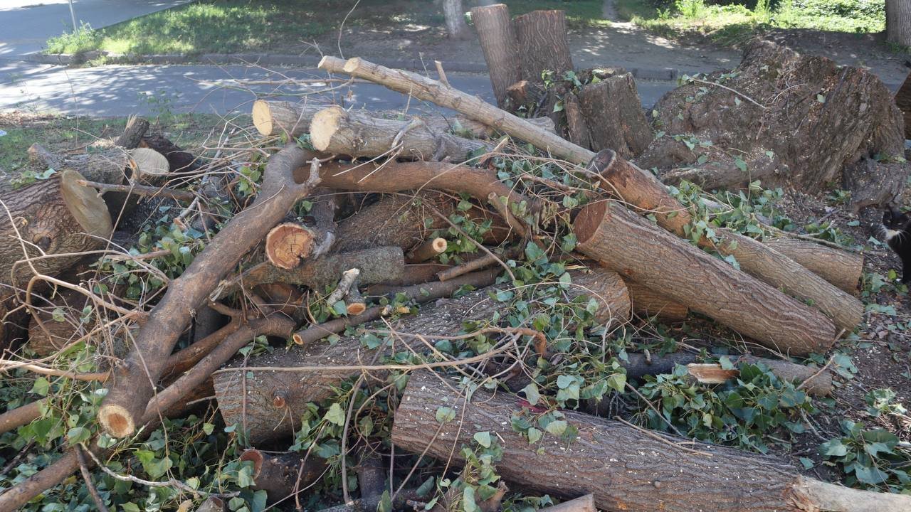 Arbori tăiați pe strada Ion Creangă 12/1 din Chișinău: demolare autorizată și lipsa registrului spațiilor verzi