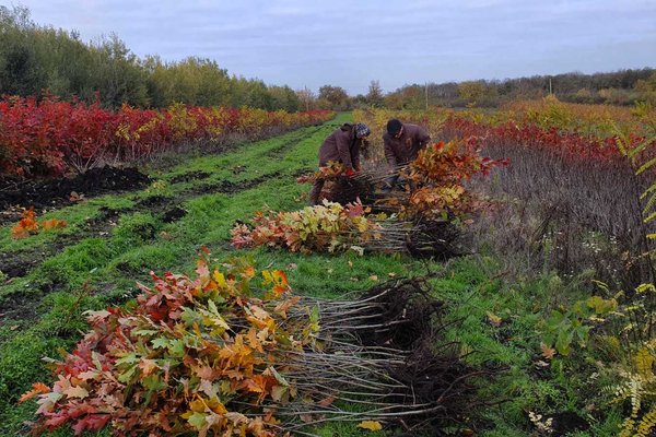 Speciile potrivite, cheia unor păduri rezistente în Republica Moldova