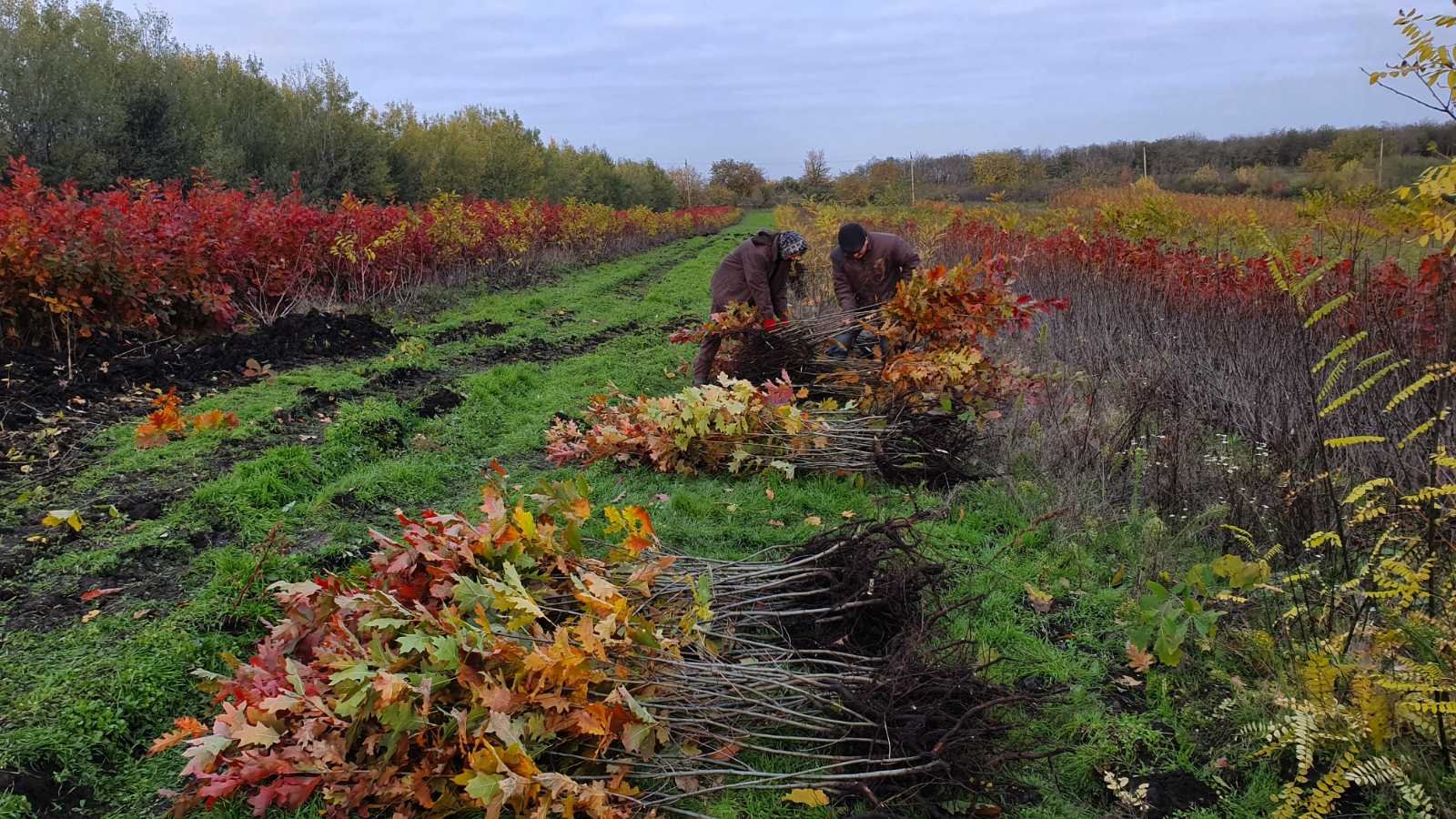 Speciile potrivite, cheia unor păduri rezistente în Republica Moldova
