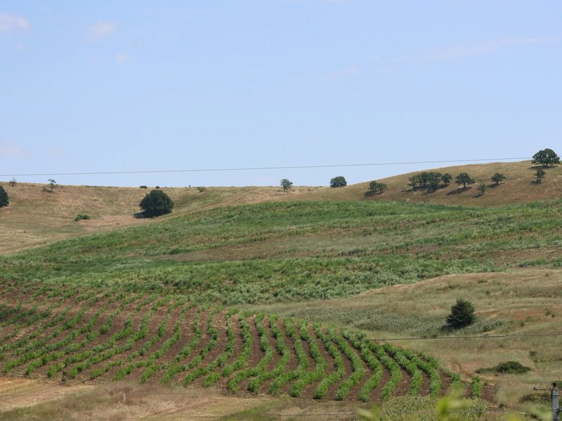 Moldsilva dezminte zvonurile: creditul de 200 de milioane de euro pentru împădurire nu a fost folosit la plantări