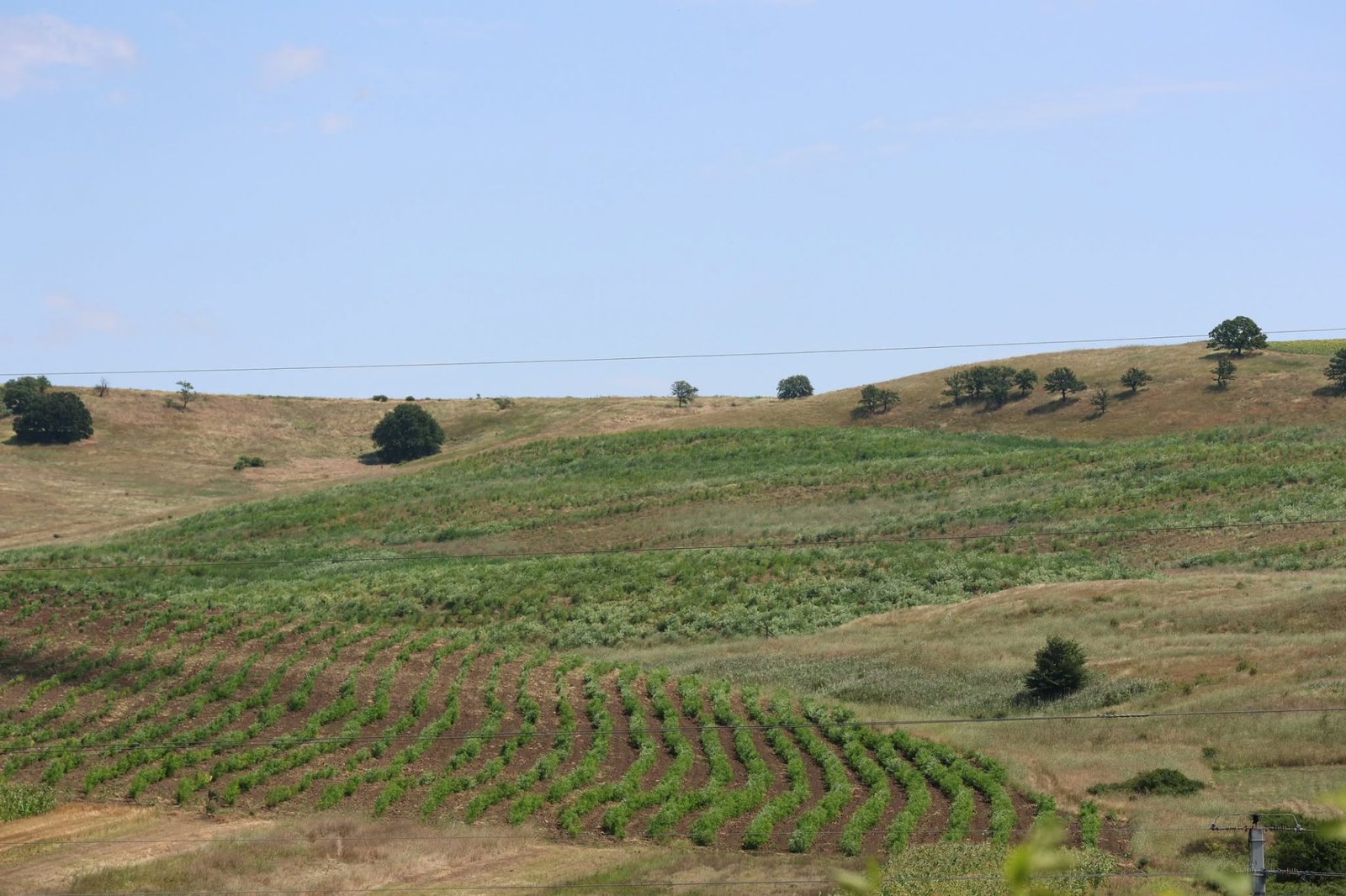 Moldsilva dezminte zvonurile: creditul de 200 de milioane de euro pentru împădurire nu a fost folosit la plantări