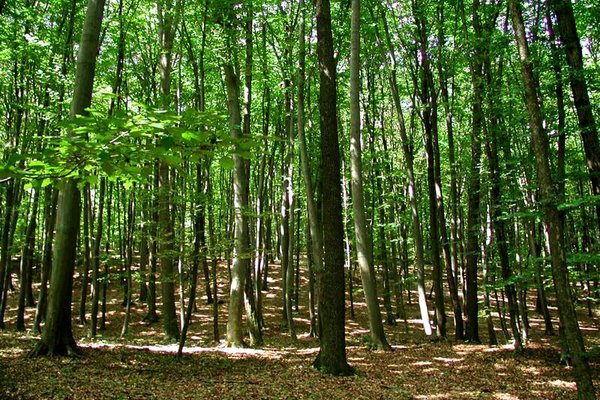 Organizațiile de mediu cer revizuirea reducerii a 374,6 milioane de lei pentru păduri și reziliență climatică
