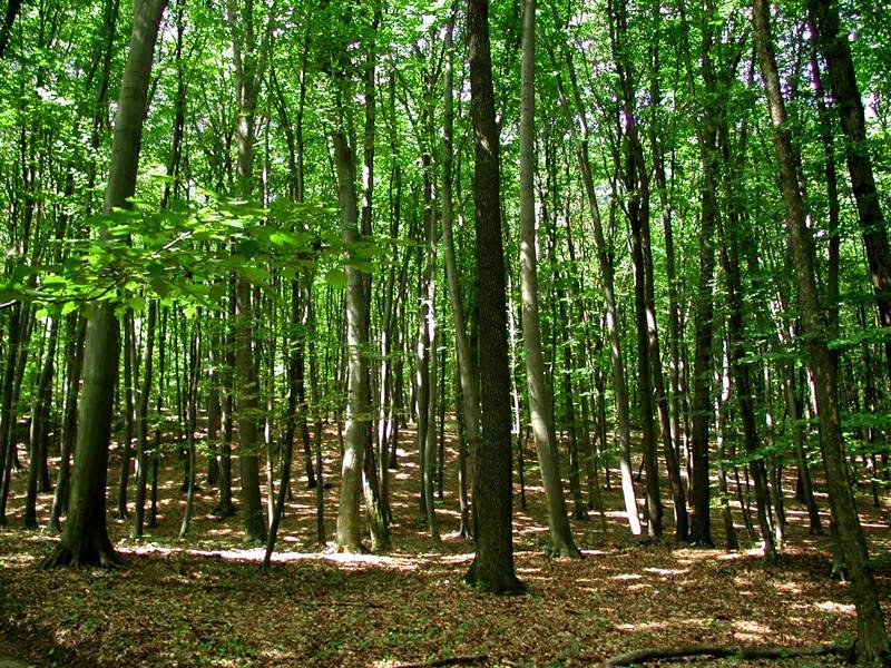 Organizațiile de mediu cer revizuirea reducerii a 374,6 milioane de lei pentru păduri și reziliență climatică