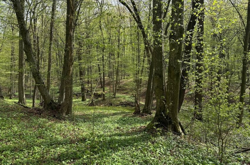 „Este primul inventar forestier din istoria țării noastre”. Guvernul a aprobat primul ciclu al Inventarului Forestier Național