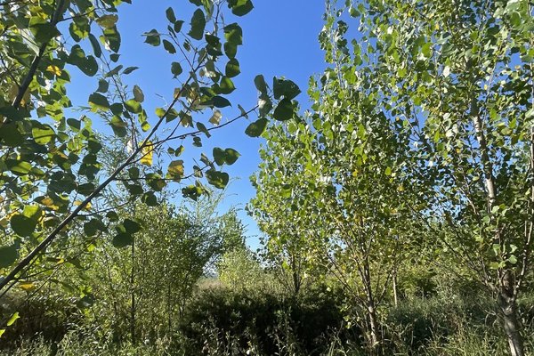 Fâșia riverană: scutul verde care protejează malurile și apa râurilor