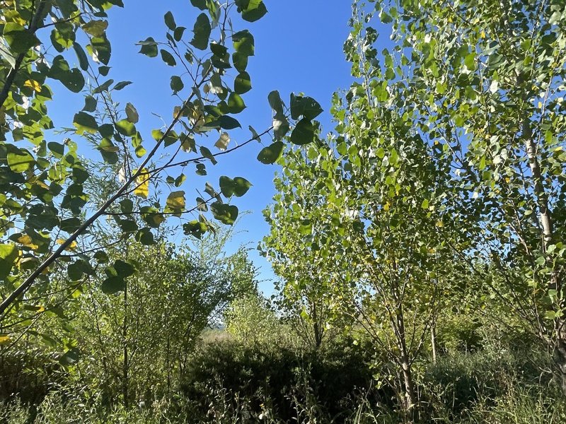 Fâșia riverană: scutul verde care protejează malurile și apa râurilor