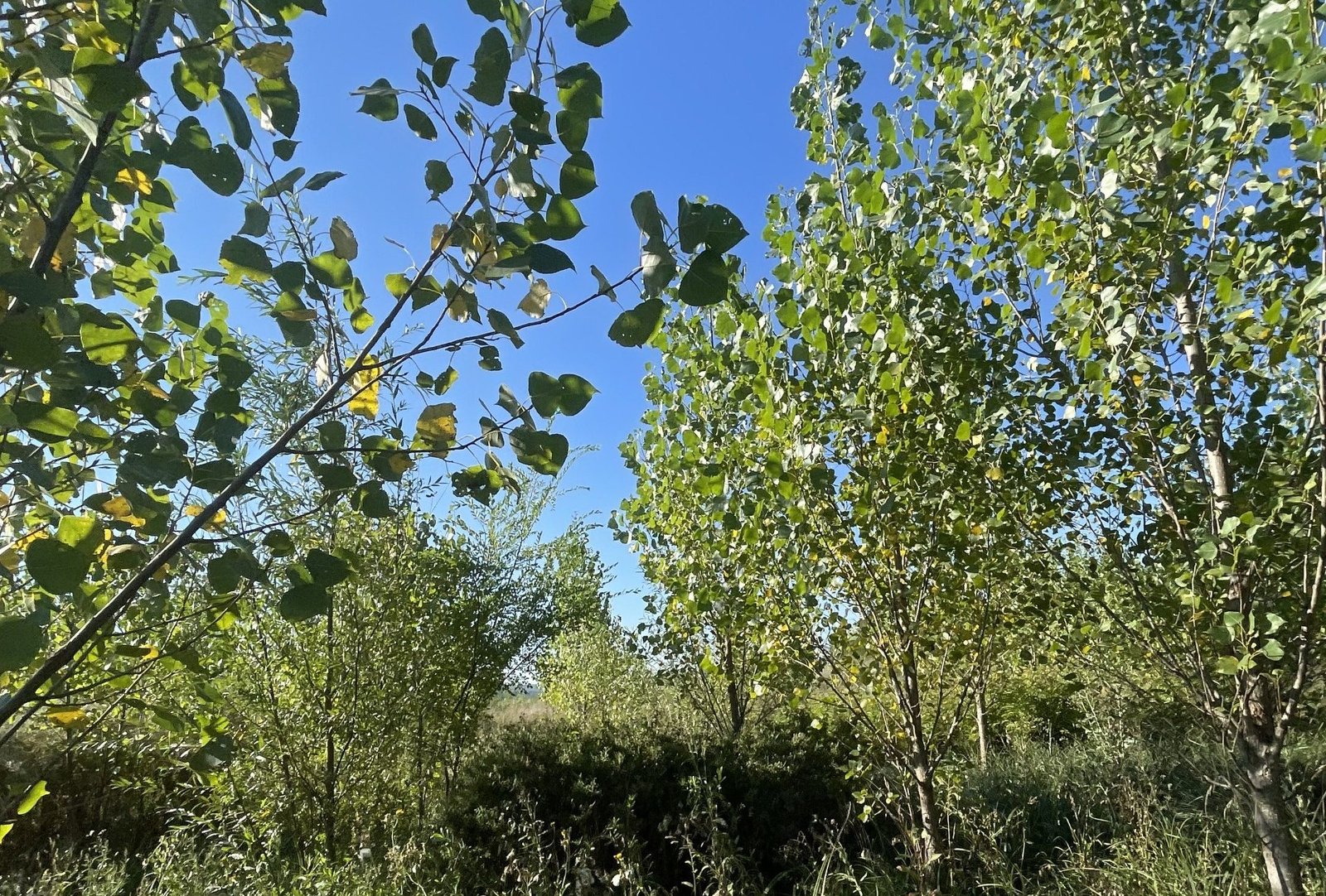 Fâșia riverană: scutul verde care protejează malurile și apa râurilor