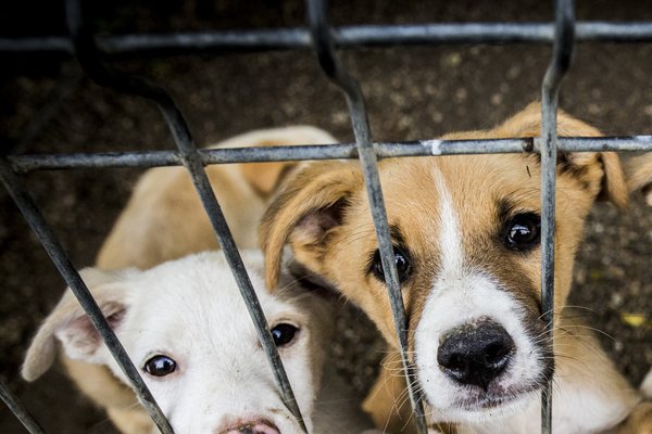 Protest pentru protecția animalelor în fața Guvernului: activiștii cer pedepse mai dure și o structură națională