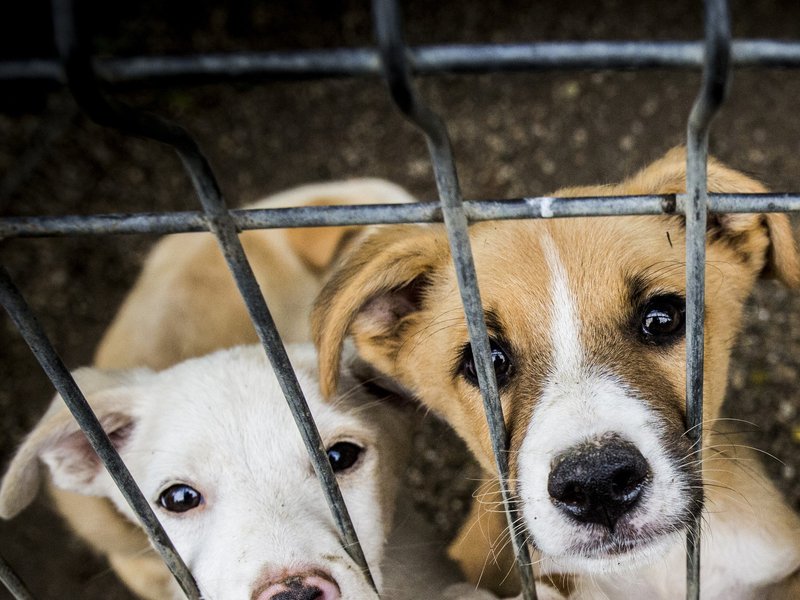 Protest pentru protecția animalelor în fața Guvernului: activiștii cer pedepse mai dure și o structură națională